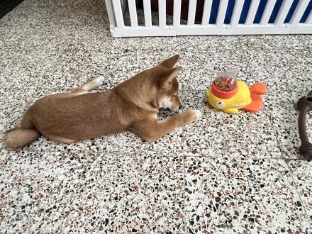 吳錦文帶著Golden 來報到囉！