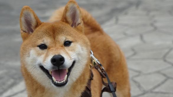 Sony Cheng帶著小賀來報到囉！