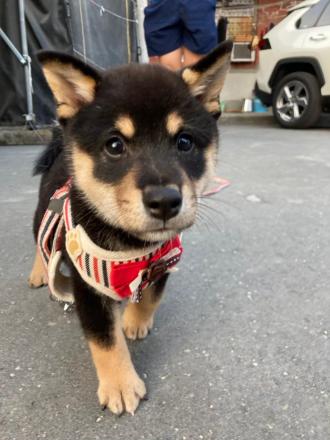 黃茗菁帶著米豆來報到囉！