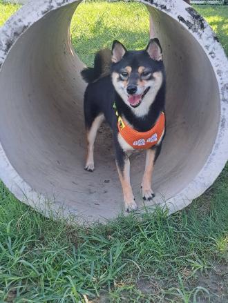 歐魯露帶著黑嚕嚕來報到囉！