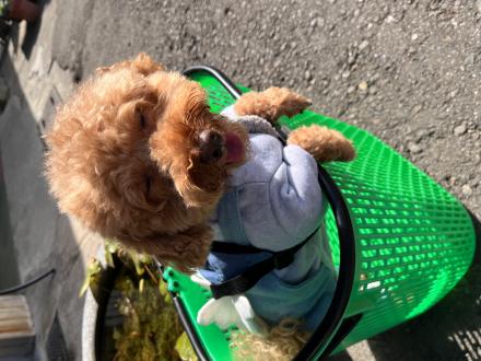 林政宏帶著豆豆來報到囉！