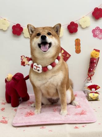 陳紹禎帶著Turkey 來報到囉！