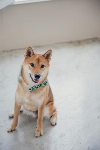 Dora帶著程財財來報到囉！