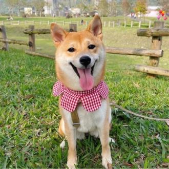 Ada帶著Q比來報到囉！