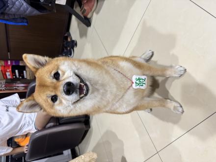 王薇婷帶著芒果來報到囉！