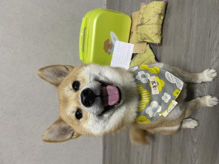 林品秀帶著渡柴來報到囉！