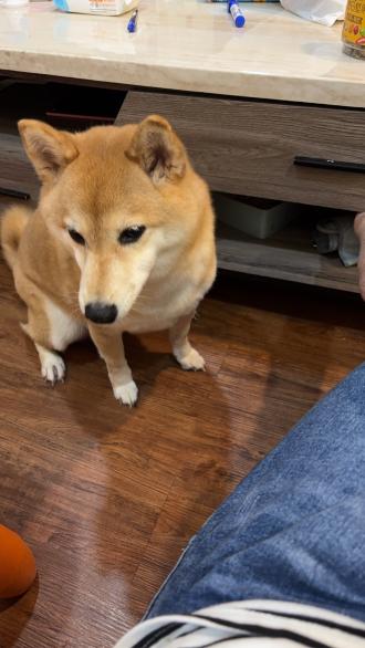 黃玉婷帶著柴妹來報到囉！