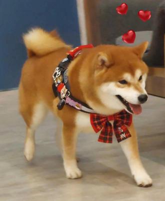 江美陵帶著奶茶來報到囉！