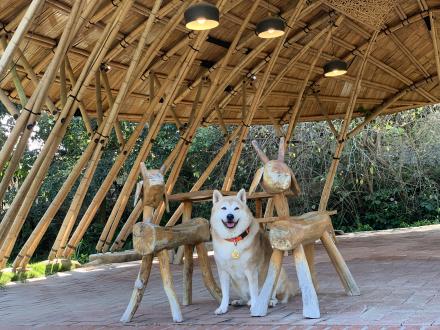 Sunshine Sun帶著小豆皮來報到囉！