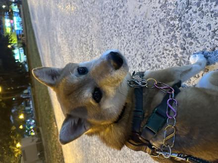 Wendy Hung帶著本丸來報到囉！