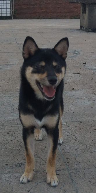 雪橇帶著雪橇來報到囉！