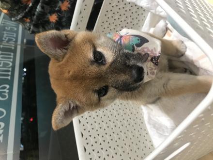 Q比Hsu帶著Q比來報到囉！