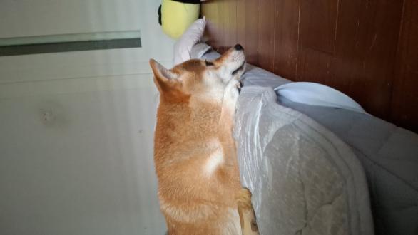 江怡嫺帶著丁丁來報到囉！