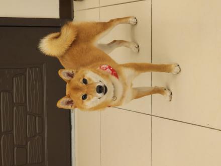 Belle Liu帶著凱莉來報到囉！