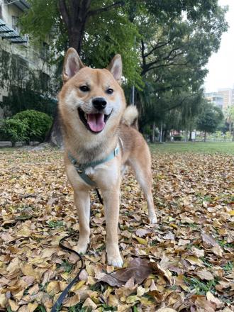 ken帶著lion來報到囉！