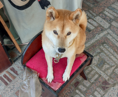 王銘駿帶著二寶來報到囉！