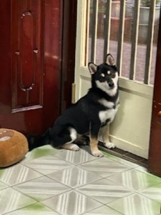 Lunyaya0305帶著麻糬來報到囉！