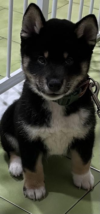 菲菲帶著總柴來報到囉！