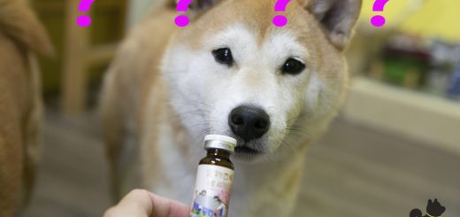 柴犬腿腿黑人問號